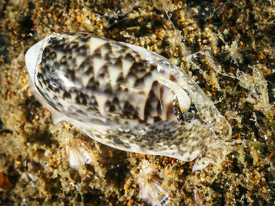 Oliva miniacea